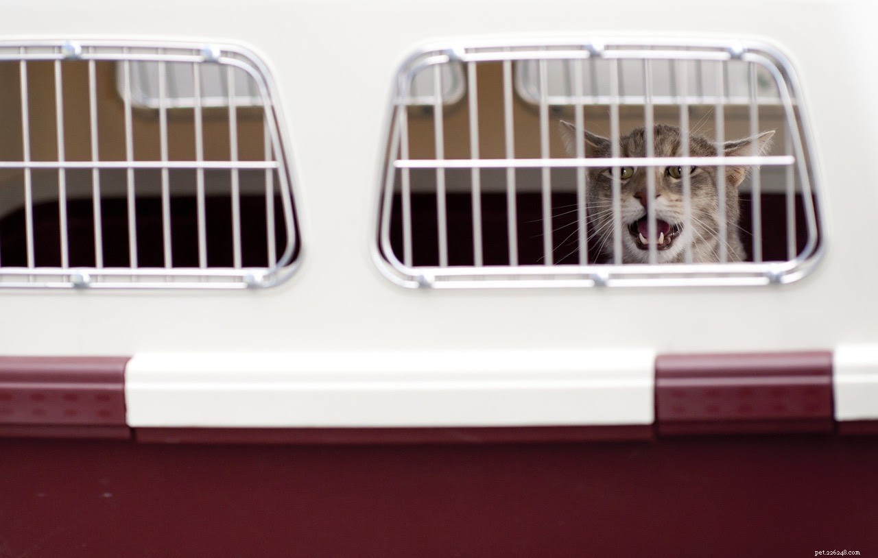 How Much Does Adopting a Cat Cost? A Complete Budget Guide