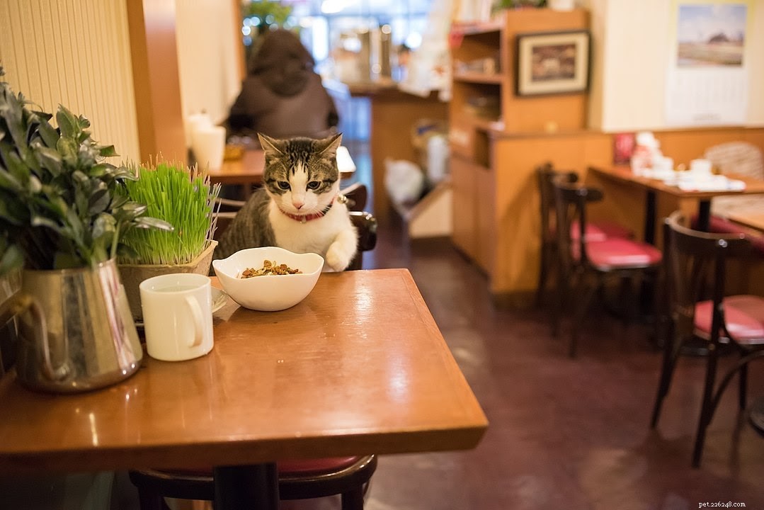 How Much Does Adopting a Cat Cost? A Complete Budget Guide