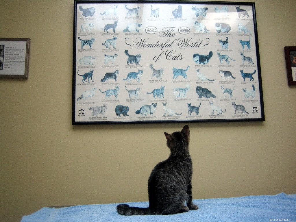 How Much Does Adopting a Cat Cost? A Complete Budget Guide
