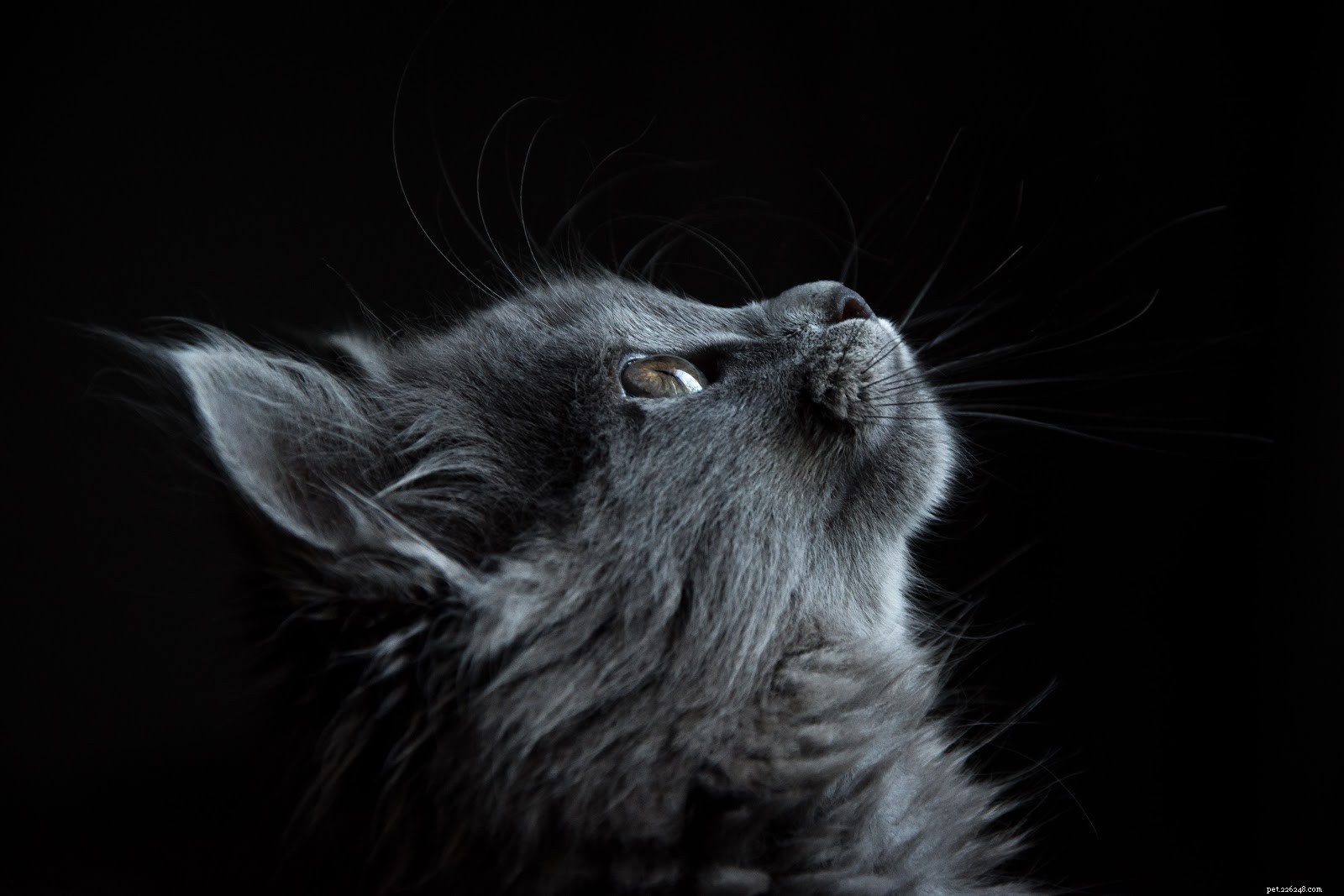 Essential Factors to Evaluate Before Adopting a Cat