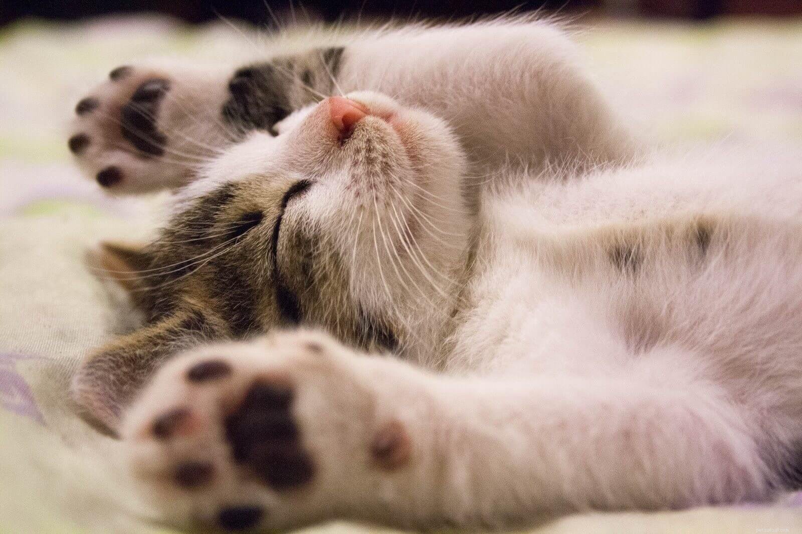 Essential Factors to Evaluate Before Adopting a Cat