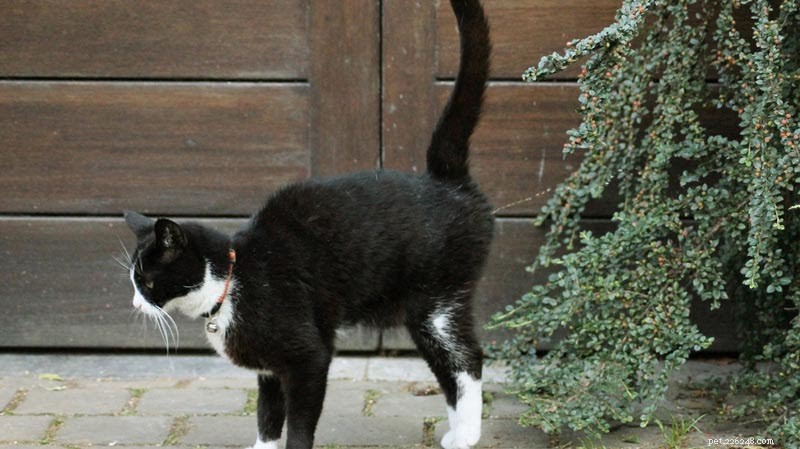 Why Female Cats Spray: Causes, Symptoms, and Solutions