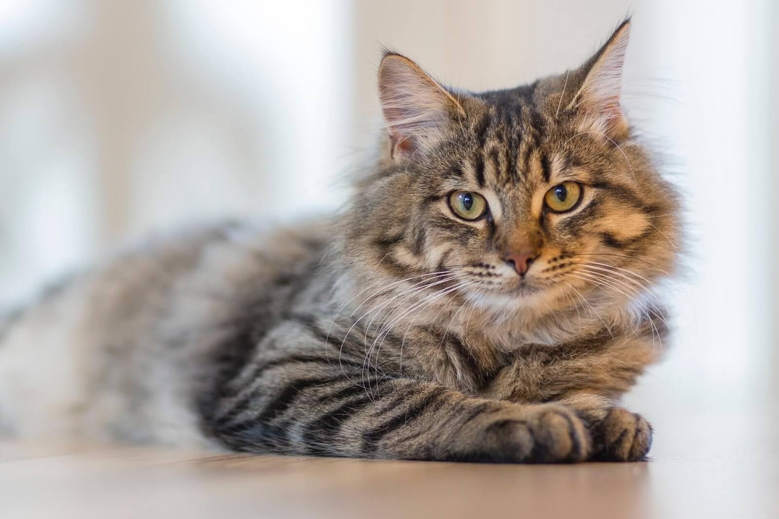 Why Female Cats Spray: Causes, Symptoms, and Solutions