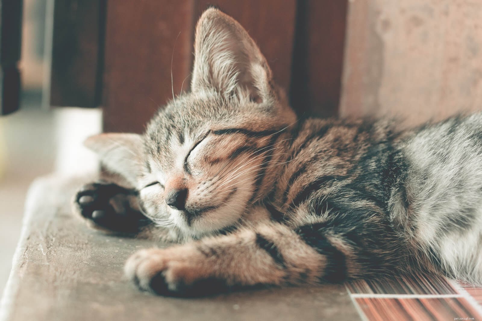 Home Care Guide: Treating Your Cat s Cuts, Scrapes, and Bruises Safely