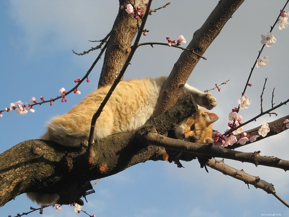 How to Care for Your Cat After a Bee Sting: Step‑by‑Step First Aid
