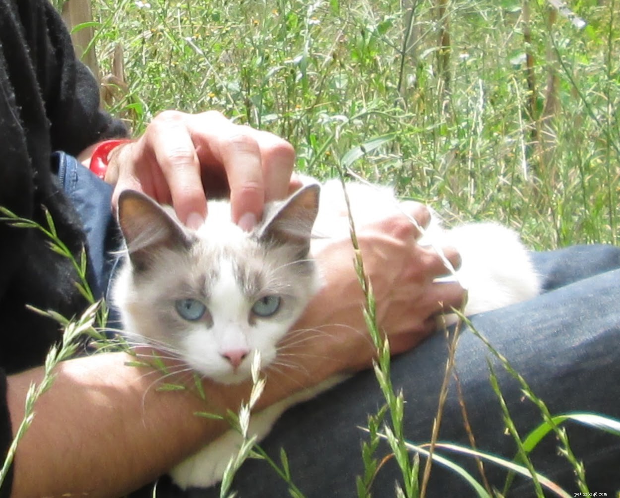 How to Care for Your Cat After a Bee Sting: Step‑by‑Step First Aid