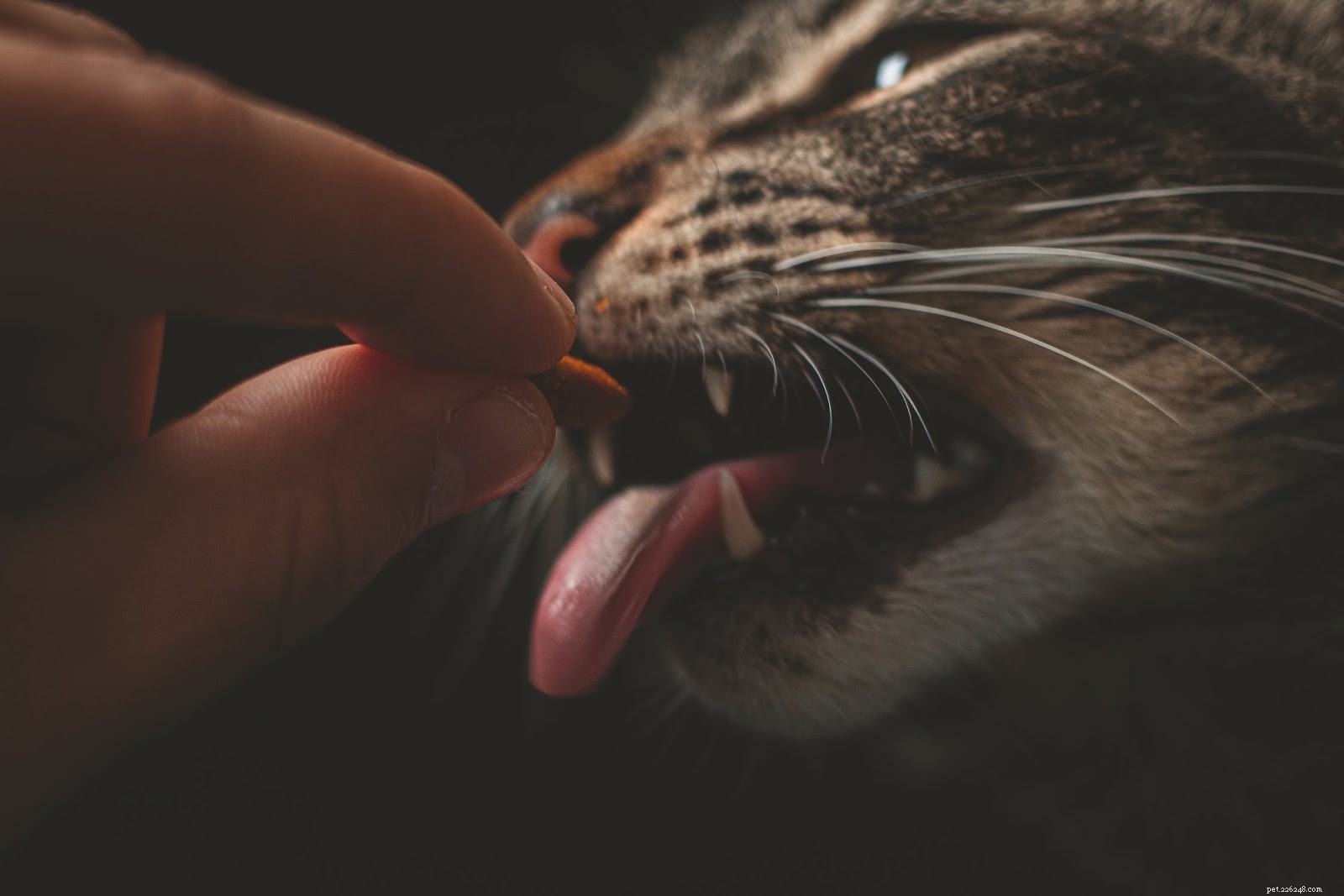 Essential Supplies Every First-Time Cat Owner Should Have