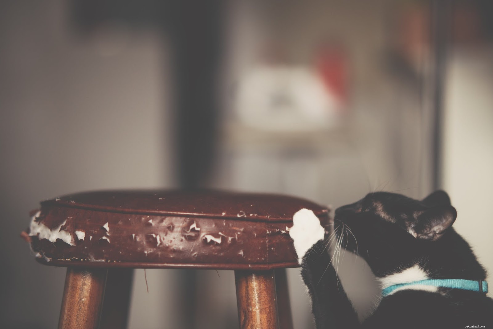 Essential Supplies Every First-Time Cat Owner Should Have