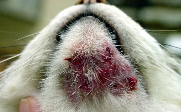 Identify & Treat Cat Acne: Expert Guide for Healthy Feline Skin