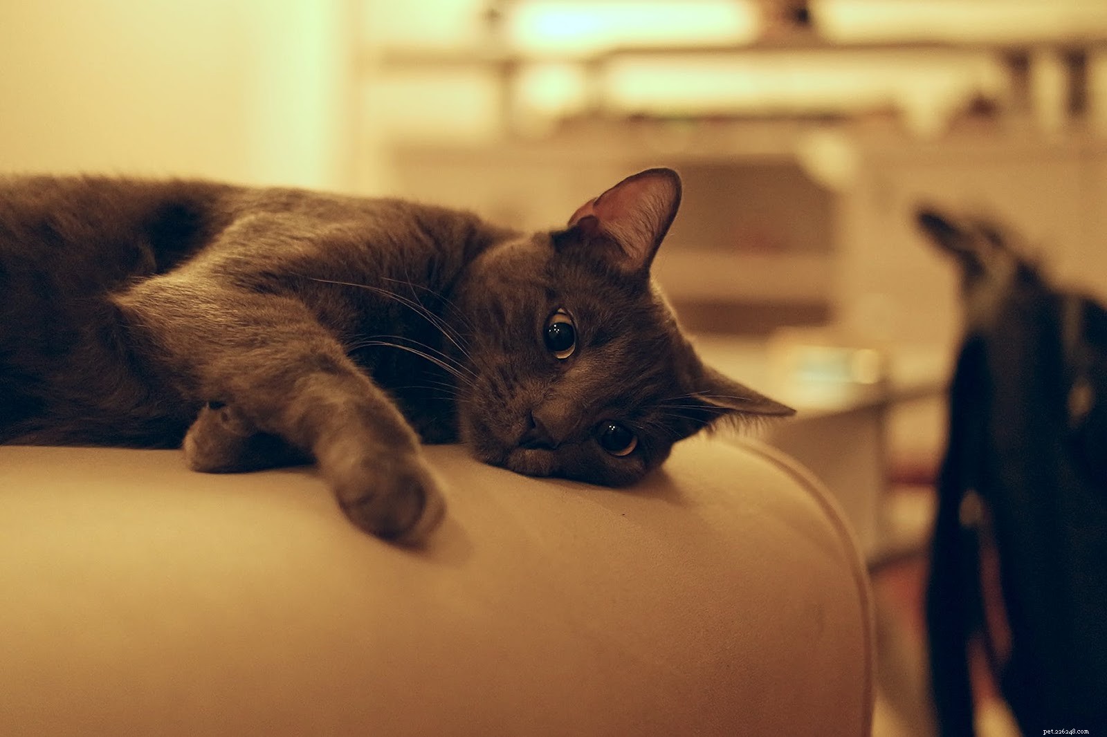 Identify & Treat Cat Acne: Expert Guide for Healthy Feline Skin