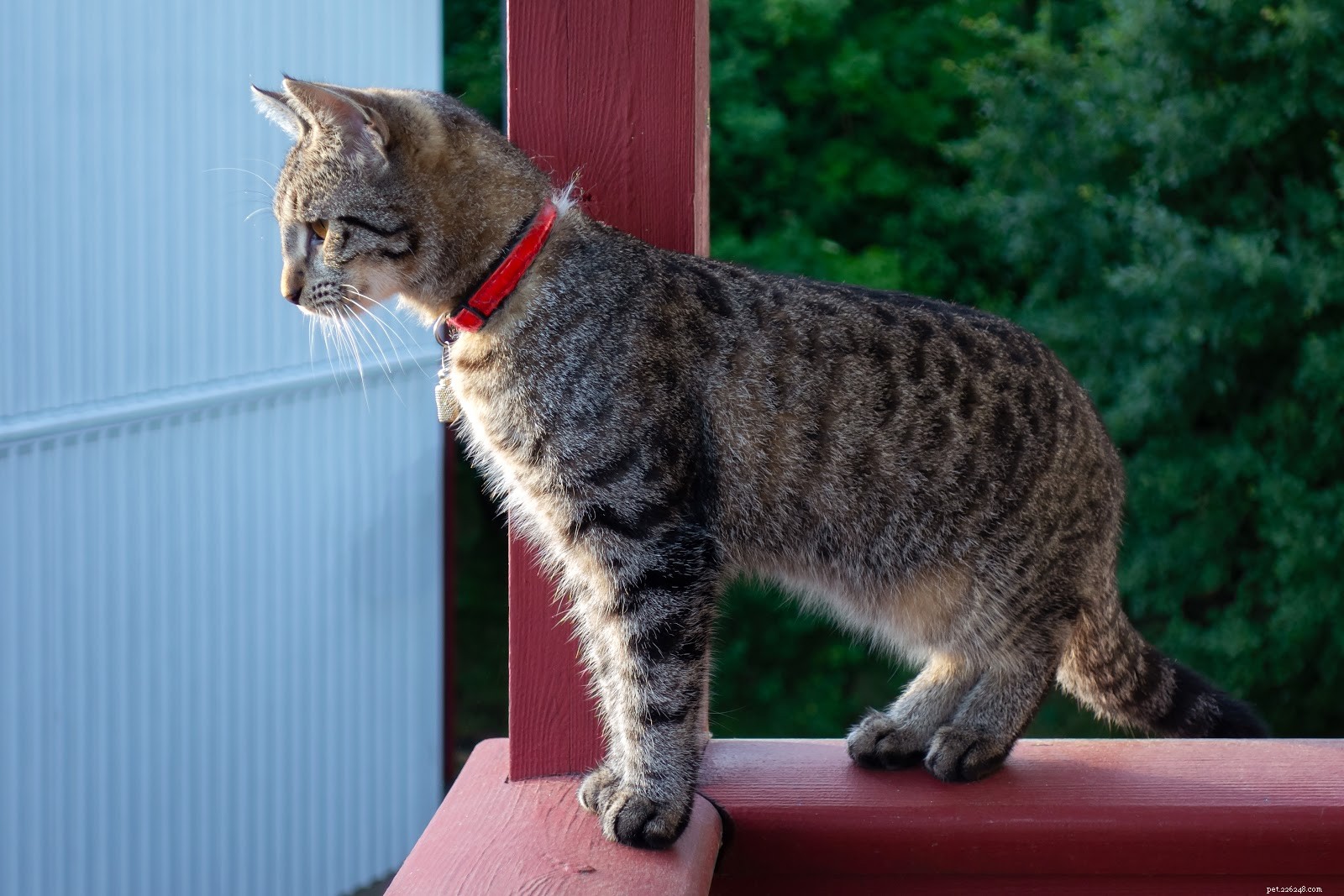 Identify & Treat Cat Acne: Expert Guide for Healthy Feline Skin