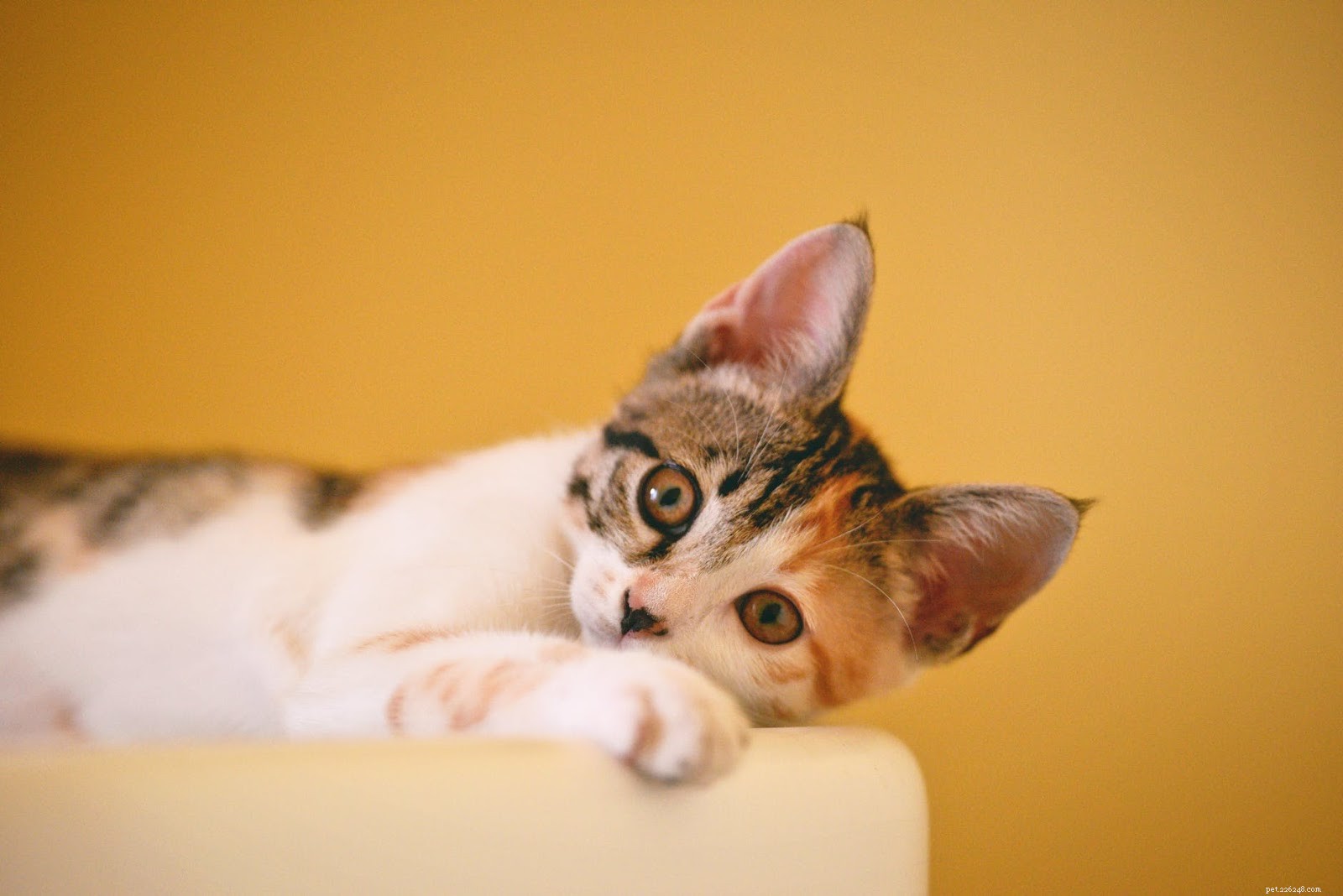 Identify & Treat Cat Acne: Expert Guide for Healthy Feline Skin