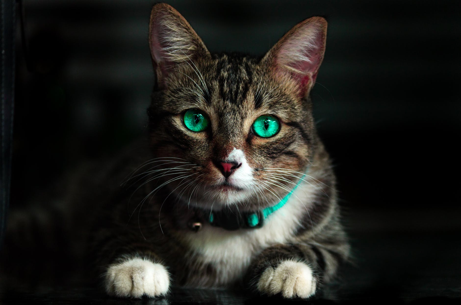 DIY Cat Treats Your Feline Will Love: Simple, Healthy Recipes