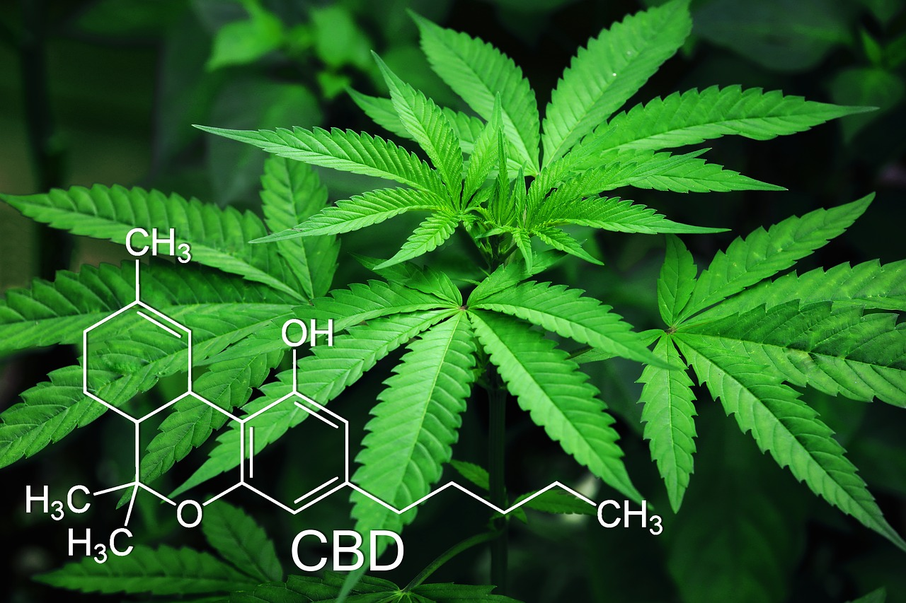 Comprehensive Guide to CBD Oil for Cats: Safety, Benefits, and Usage
