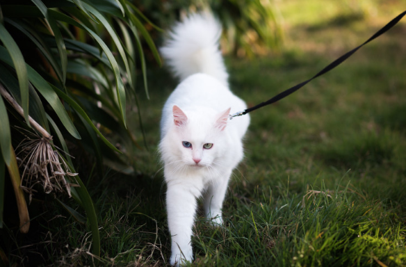 Does Your Cat Truly Need Exercise? Unveiling the Truth