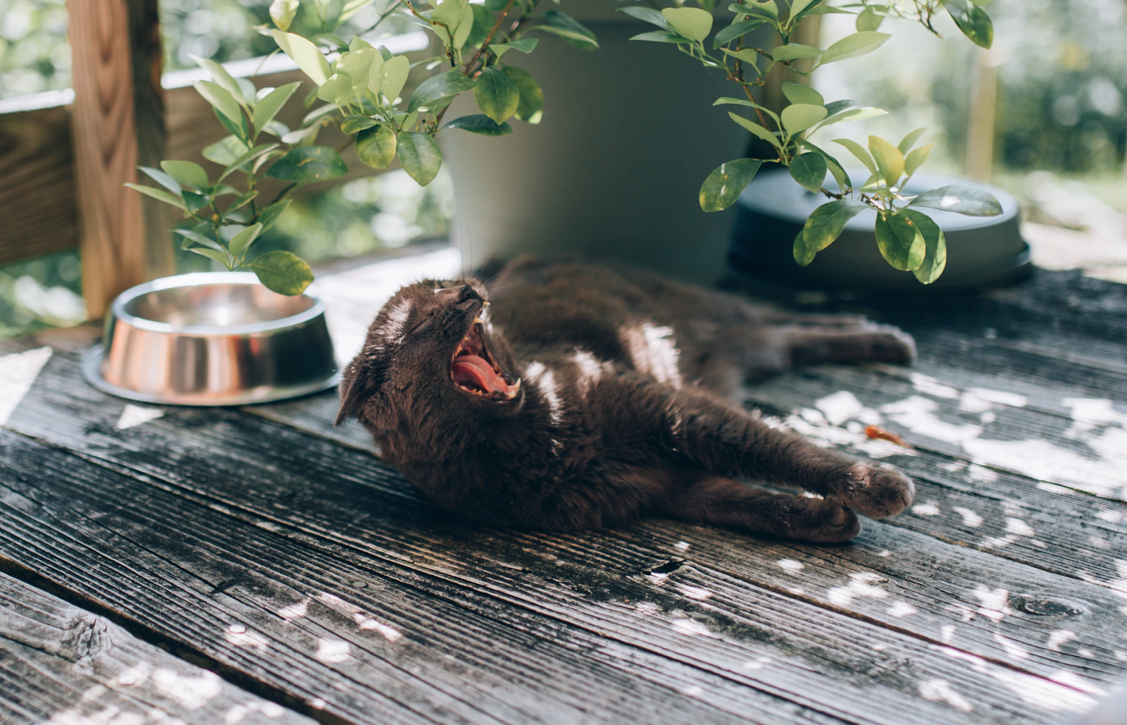 Does Your Cat Truly Need Exercise? Unveiling the Truth
