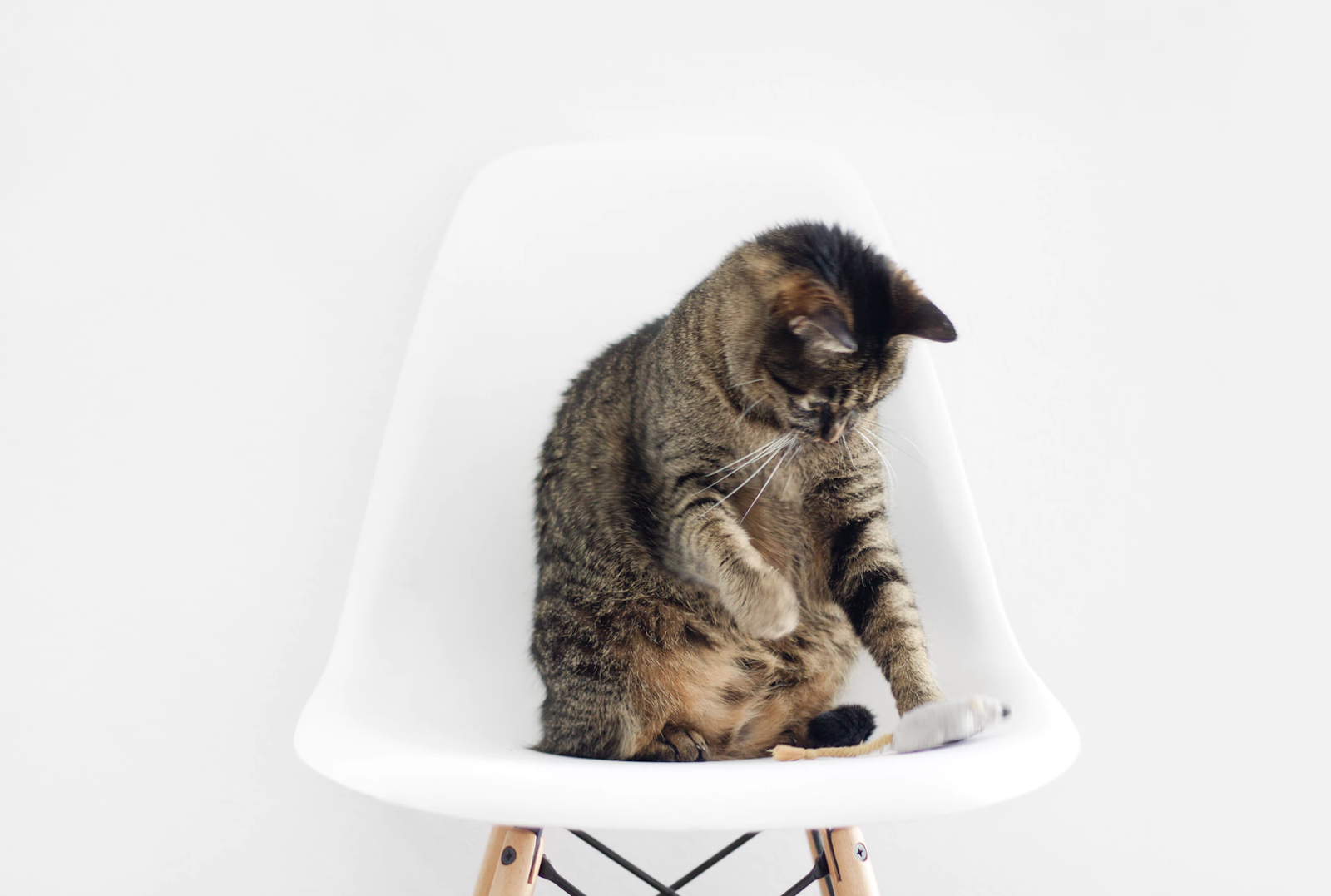 Does Your Cat Truly Need Exercise? Unveiling the Truth