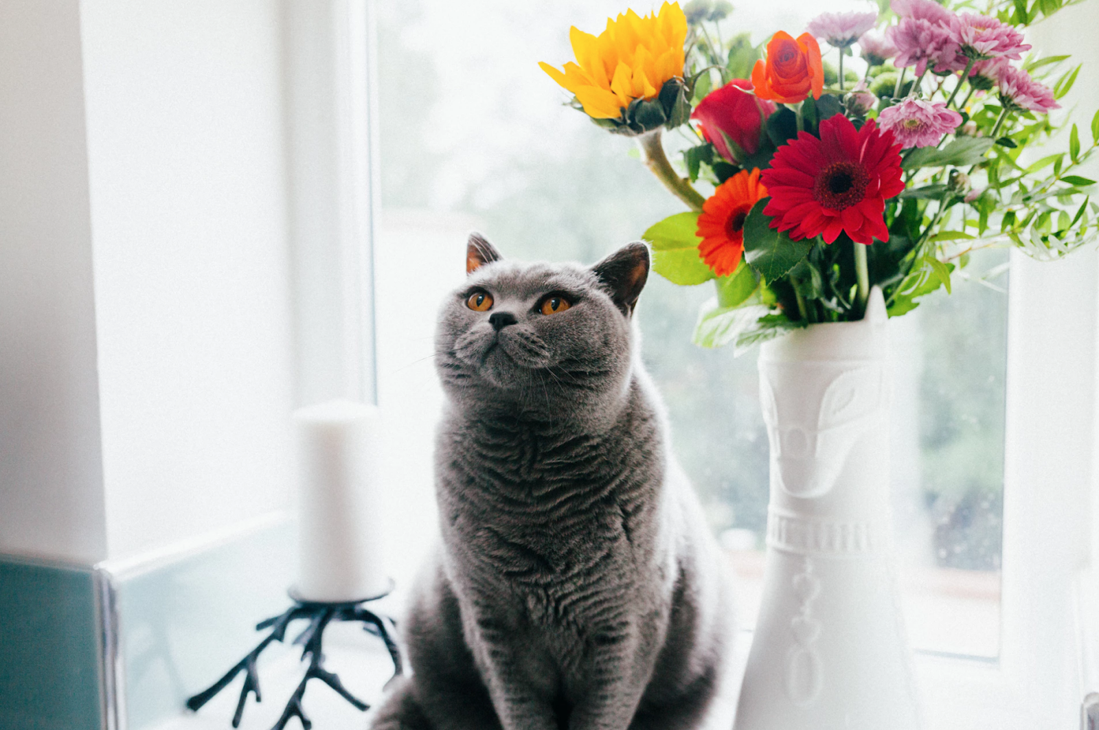 Does Your Cat Truly Need Exercise? Unveiling the Truth