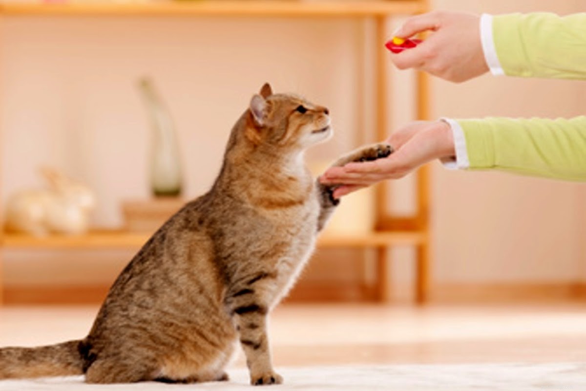 Teach Your Cat Its Name: Proven Training Techniques