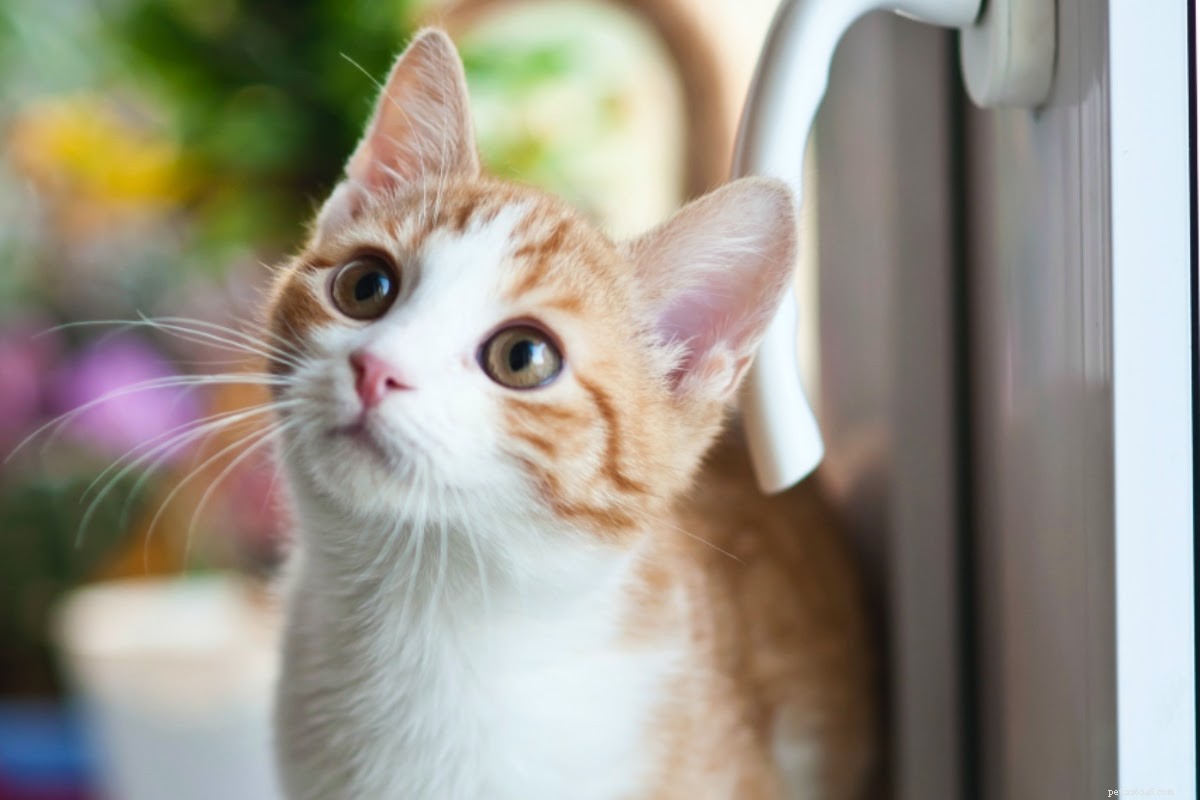 Teach Your Cat Its Name: Proven Training Techniques