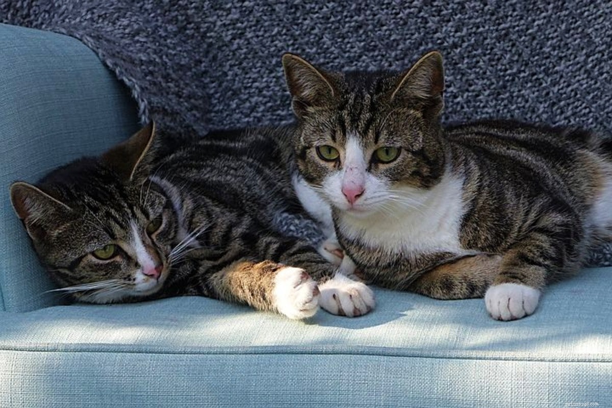 How to Eliminate Cat Dander: Effective Tips for Allergy Relief