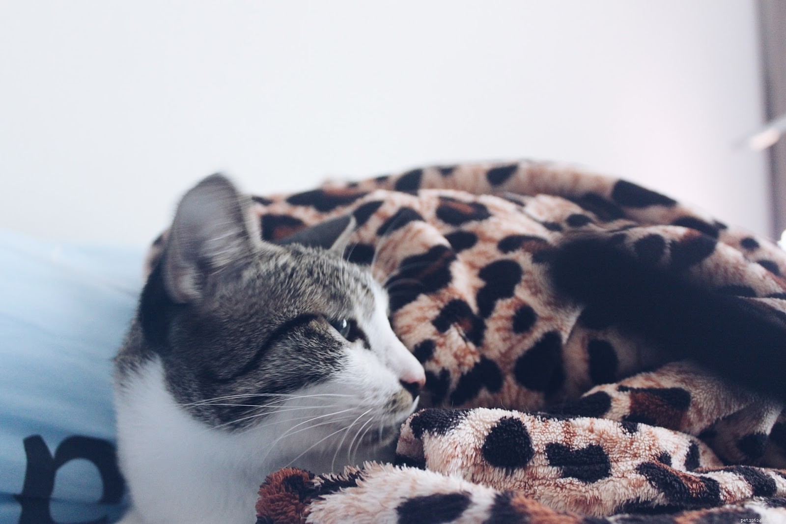 Holiday Gift Ideas for Cat Lovers: Perfect Presents for the Season
