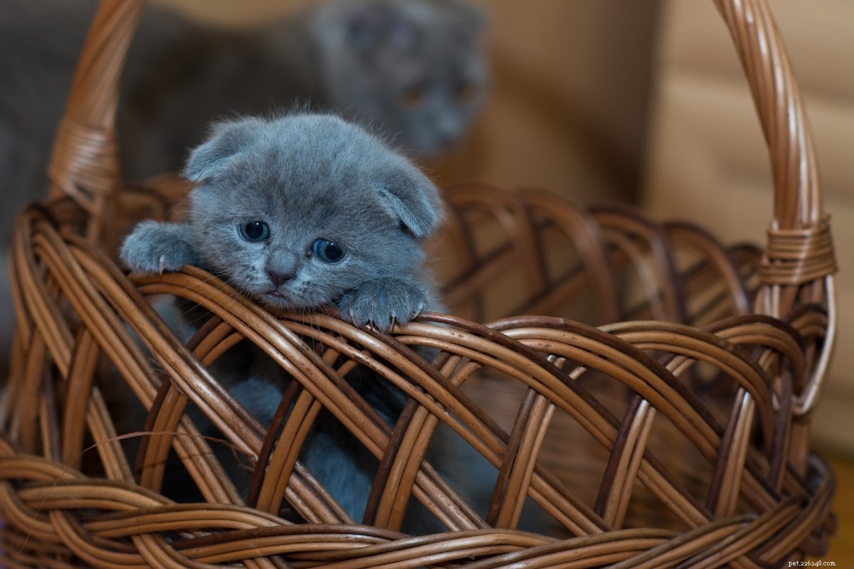Cat Dander Explained: Causes, Symptoms, and Allergy Solutions
