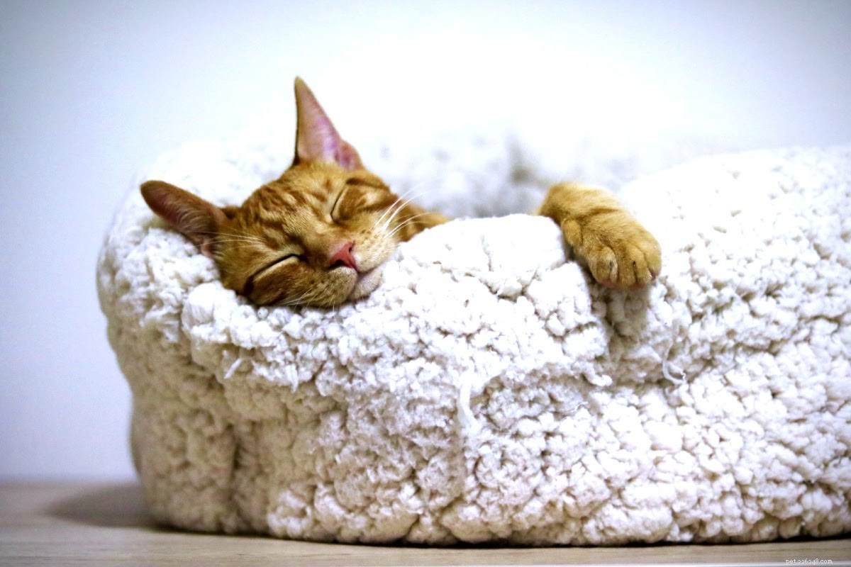Cat Dander Explained: Causes, Symptoms, and Allergy Solutions