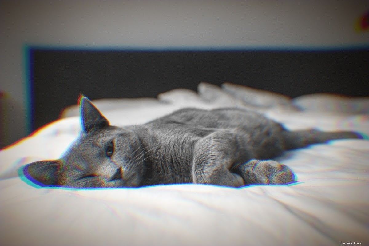 Cat Dander Explained: Causes, Symptoms, and Allergy Solutions