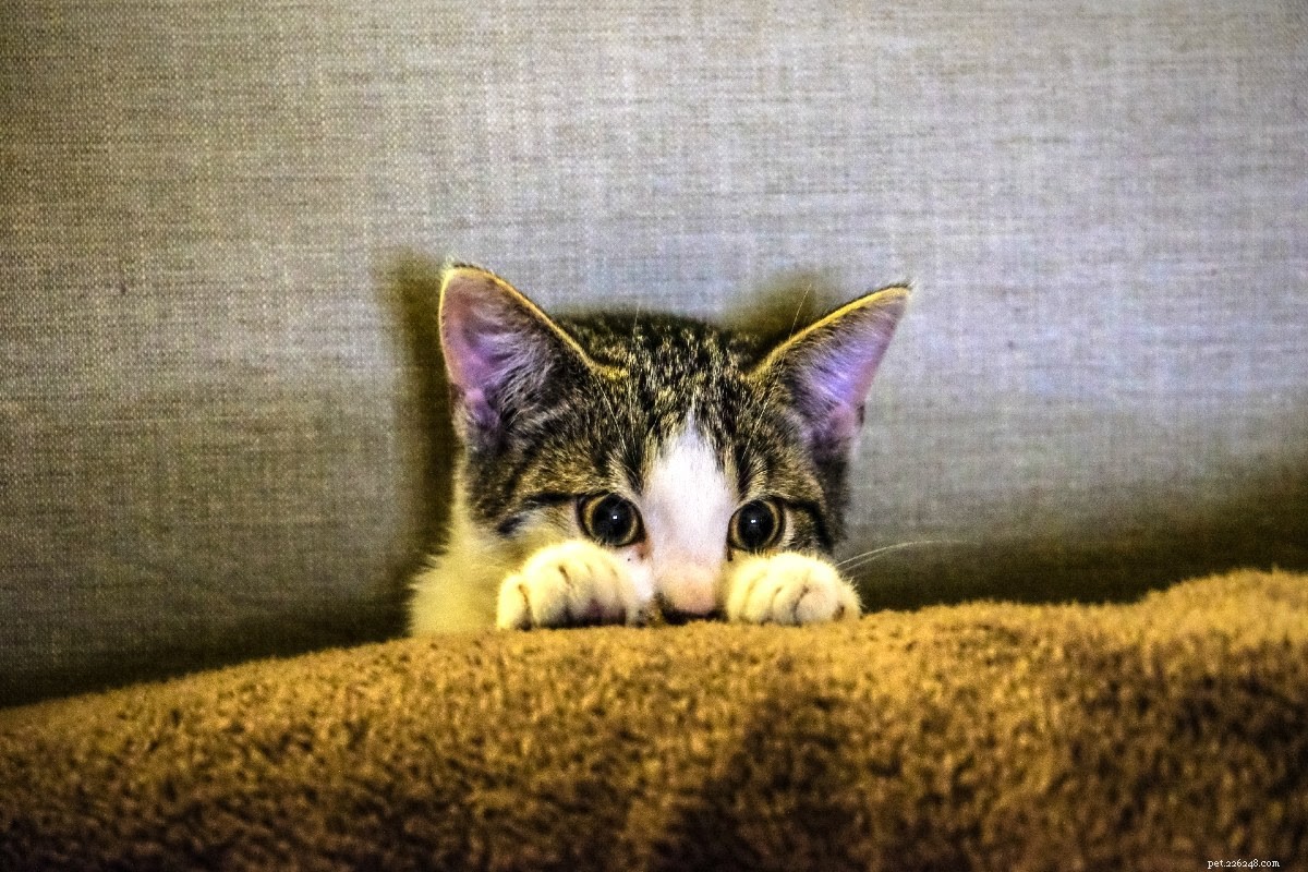 Cat Dander Explained: Causes, Symptoms, and Allergy Solutions
