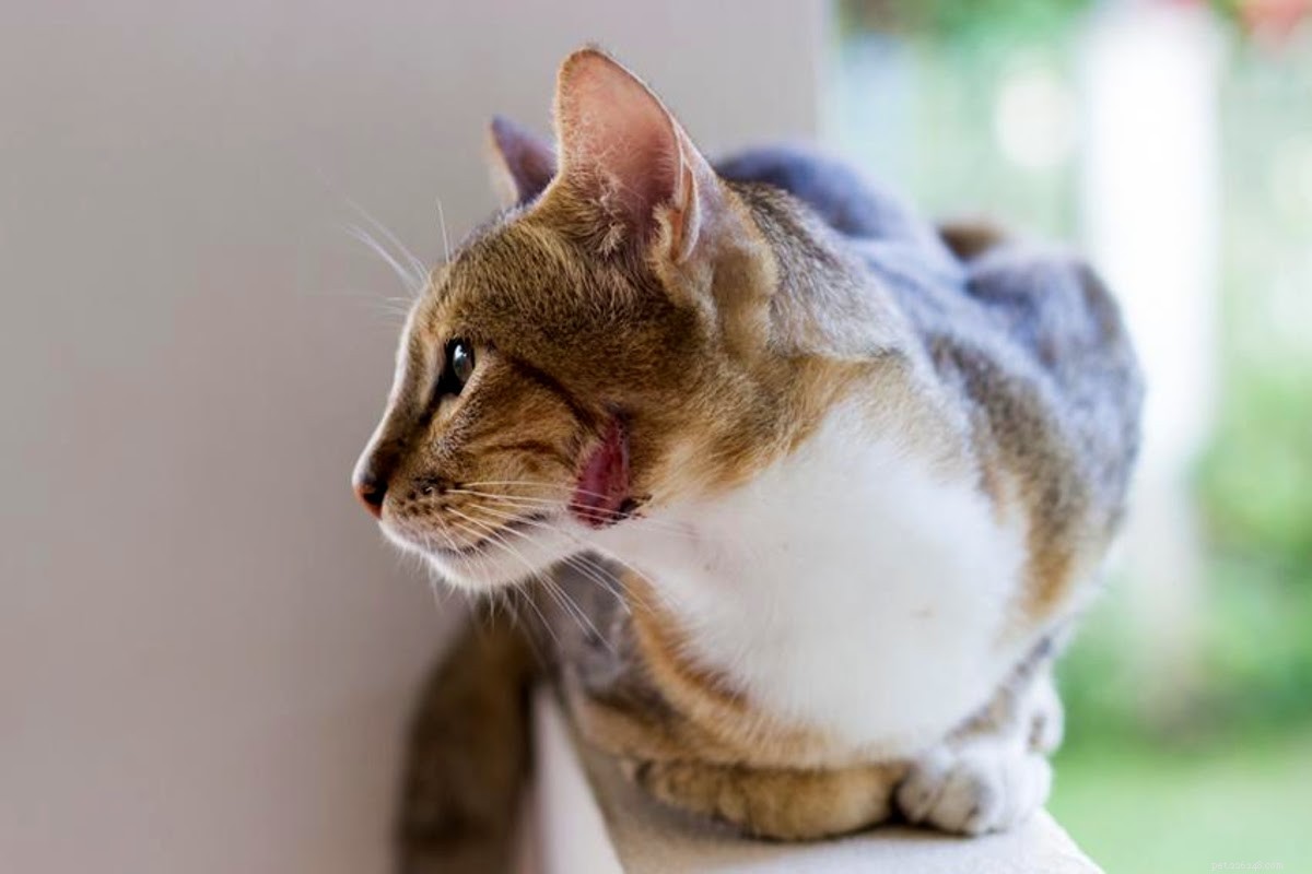How to Address a Smelly Cat Wound: Quick Diagnosis & Care Tips