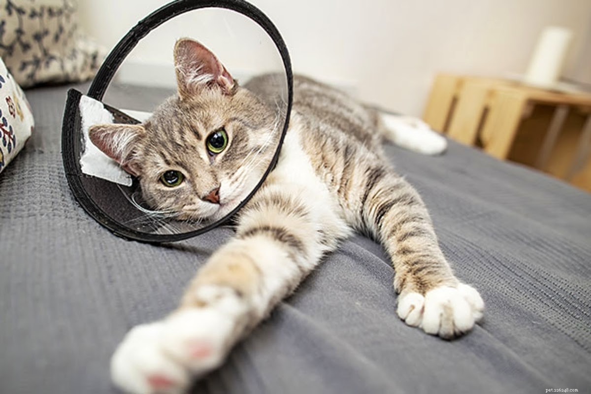 How to Address a Smelly Cat Wound: Quick Diagnosis & Care Tips
