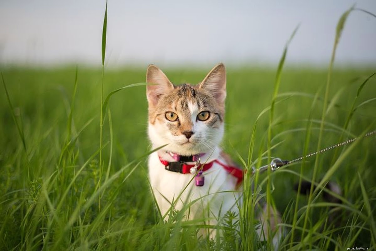 Teach Your Cat to Walk on a Leash: A Step‑by‑Step Guide