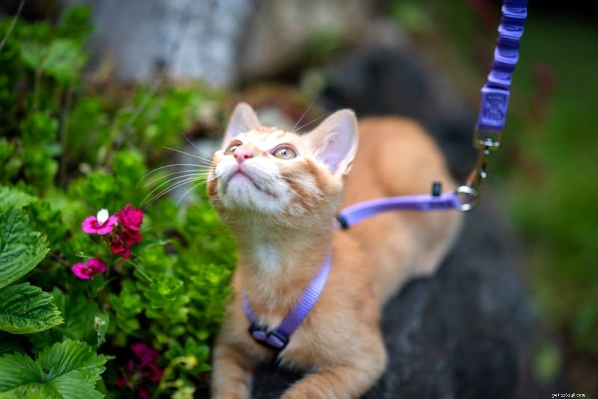 Teach Your Cat to Walk on a Leash: A Step‑by‑Step Guide