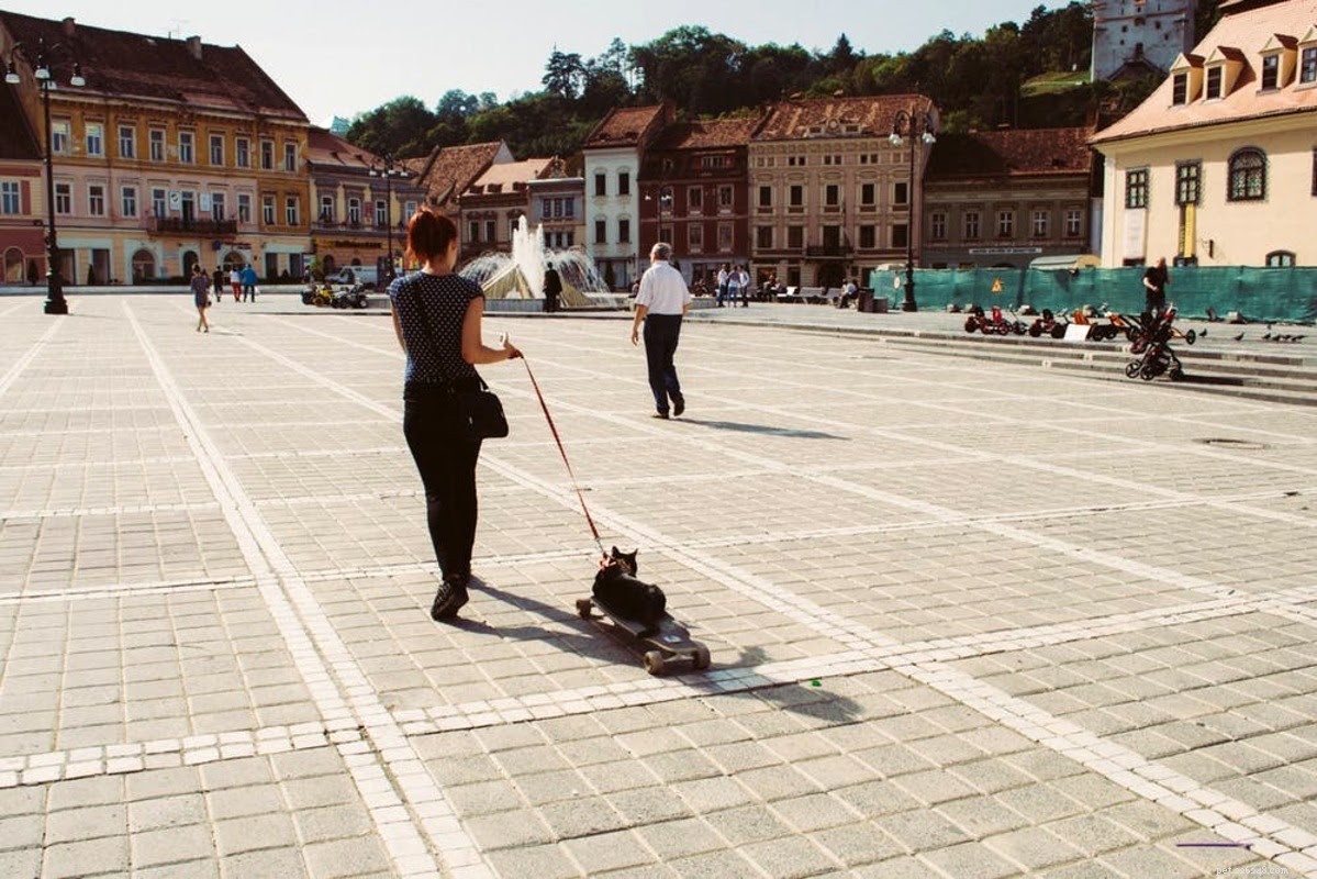 Teach Your Cat to Walk on a Leash: A Step‑by‑Step Guide