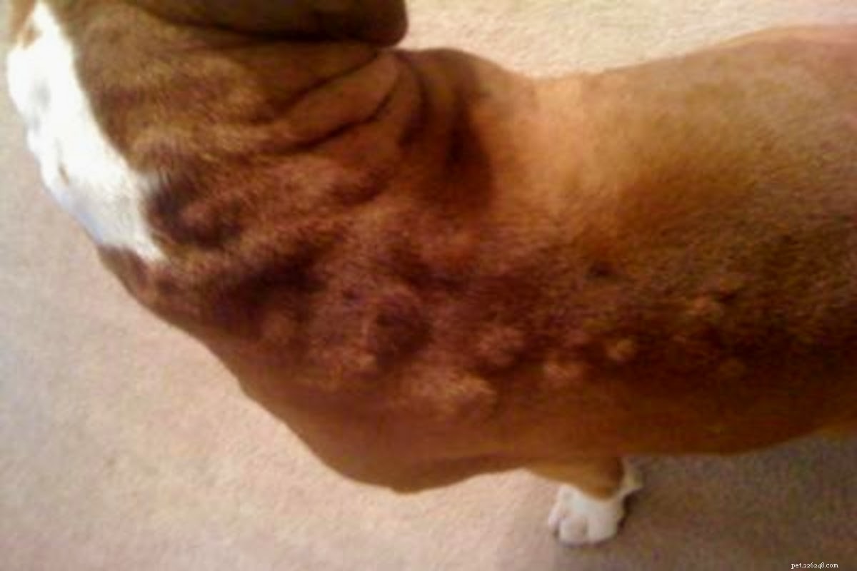 How to Care for Your Dog with Hives: Quick Relief and Expert Tips