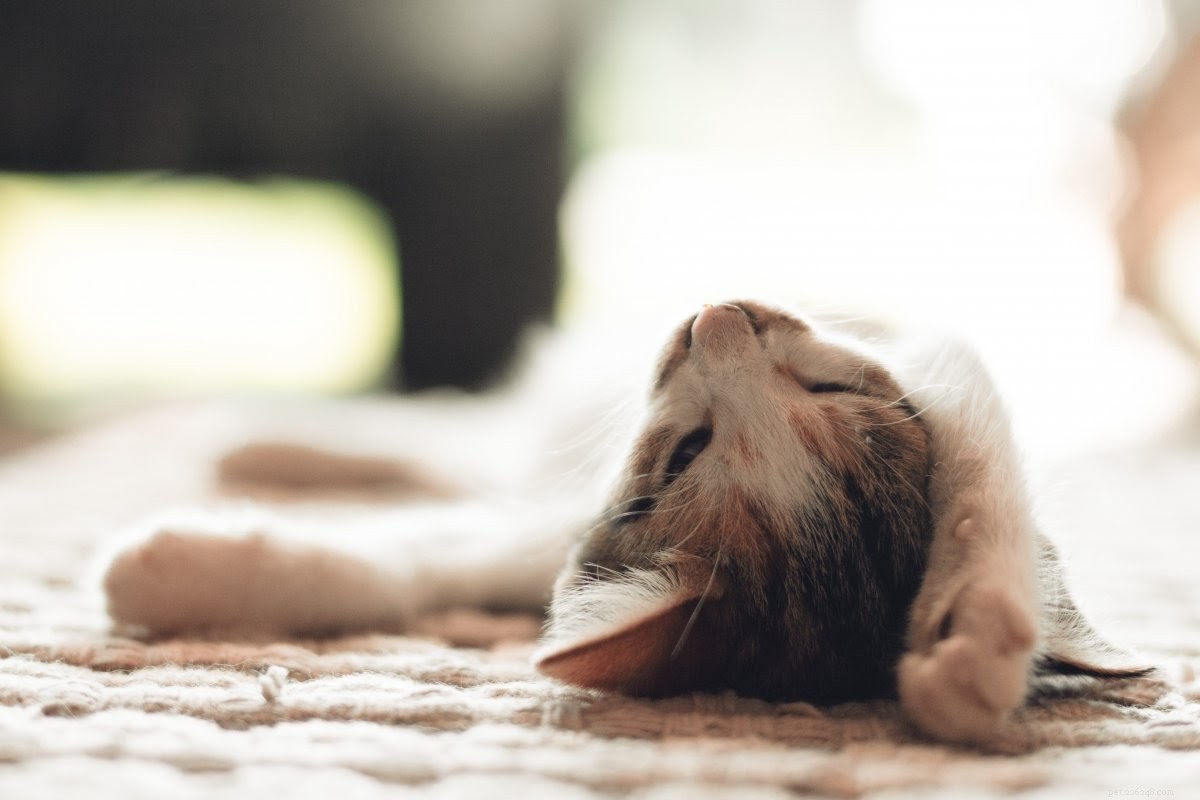 Essential Guide to Common Cat Health Issues & Proven Treatments