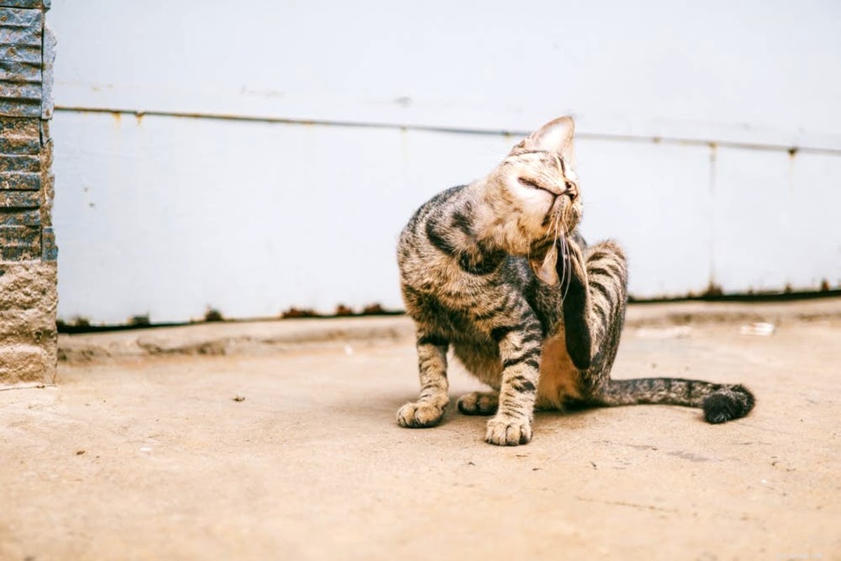 How to Remove Cat Dandruff: Quick, Effective Solutions for a Healthy Coat