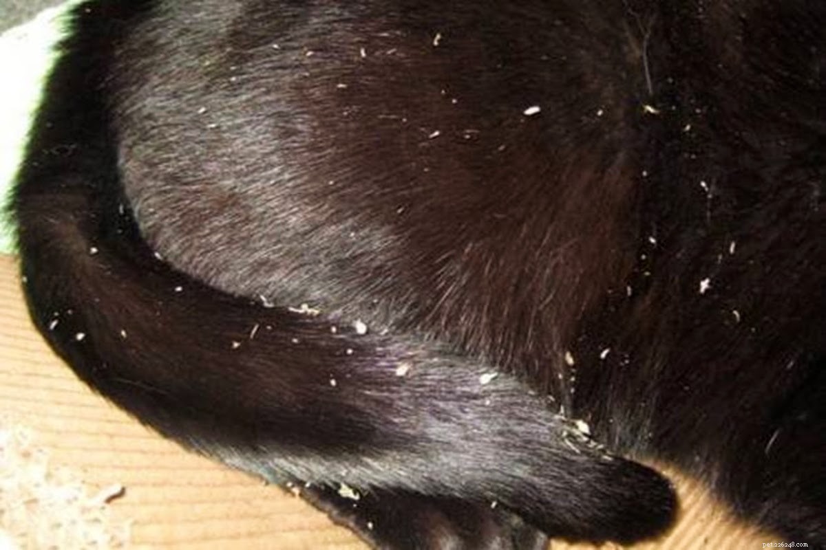 How to Remove Cat Dandruff: Quick, Effective Solutions for a Healthy Coat