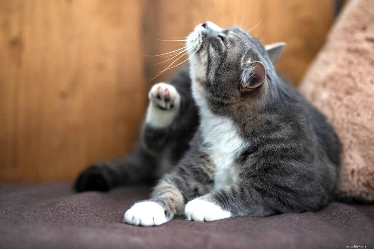 How to Remove Cat Dandruff: Quick, Effective Solutions for a Healthy Coat