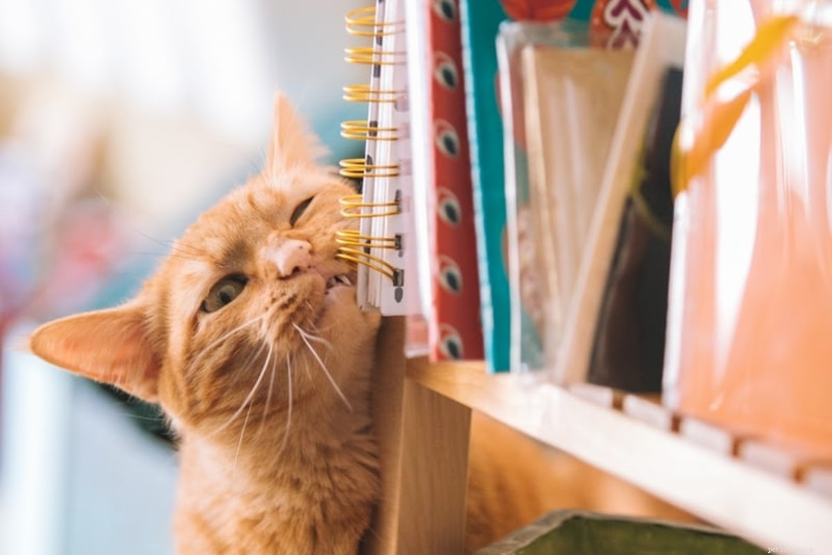 How to Remove Cat Dandruff: Quick, Effective Solutions for a Healthy Coat