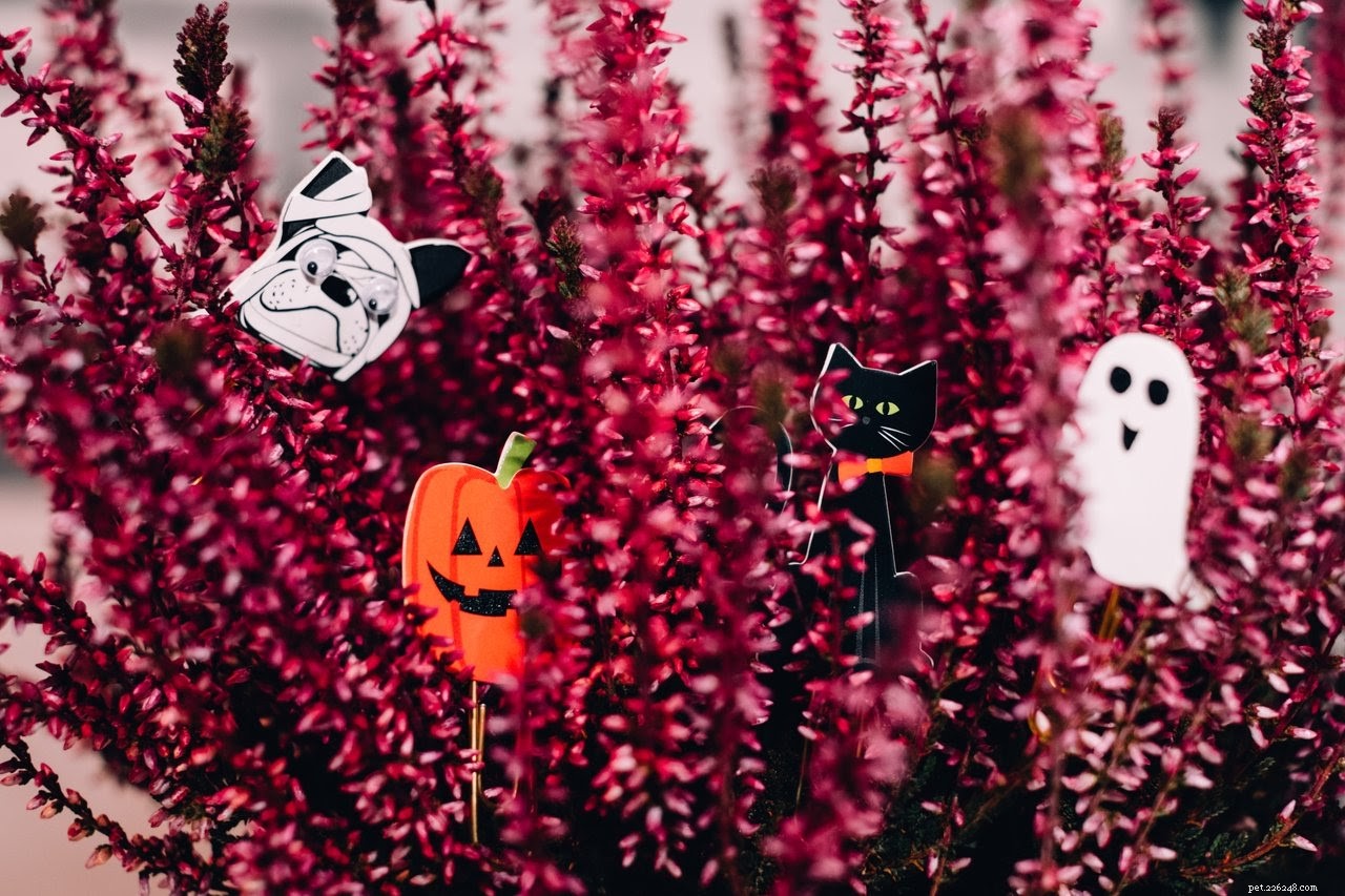 How to Keep Your Cat Safe and Happy During Halloween Celebrations