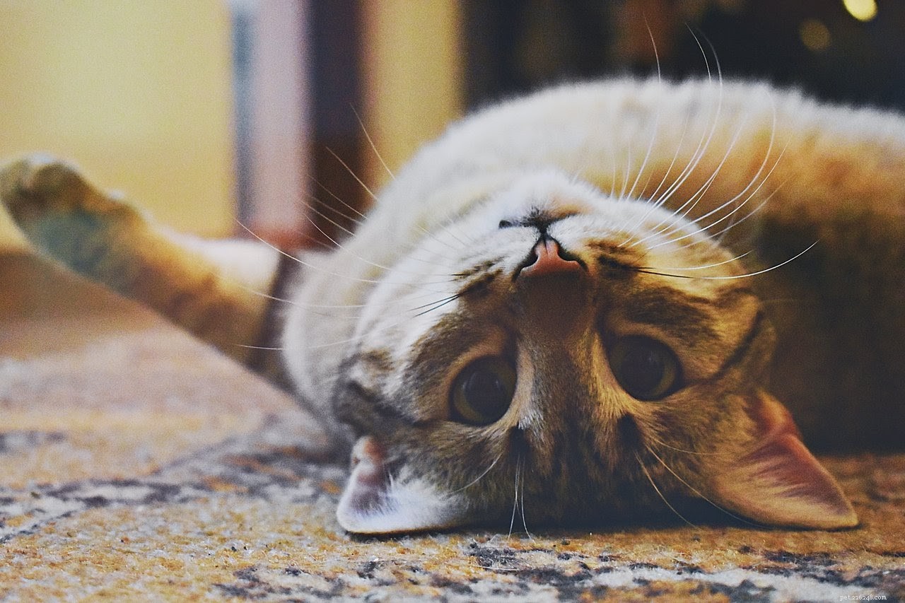 How to Keep Your Cat Safe and Happy During Halloween Celebrations