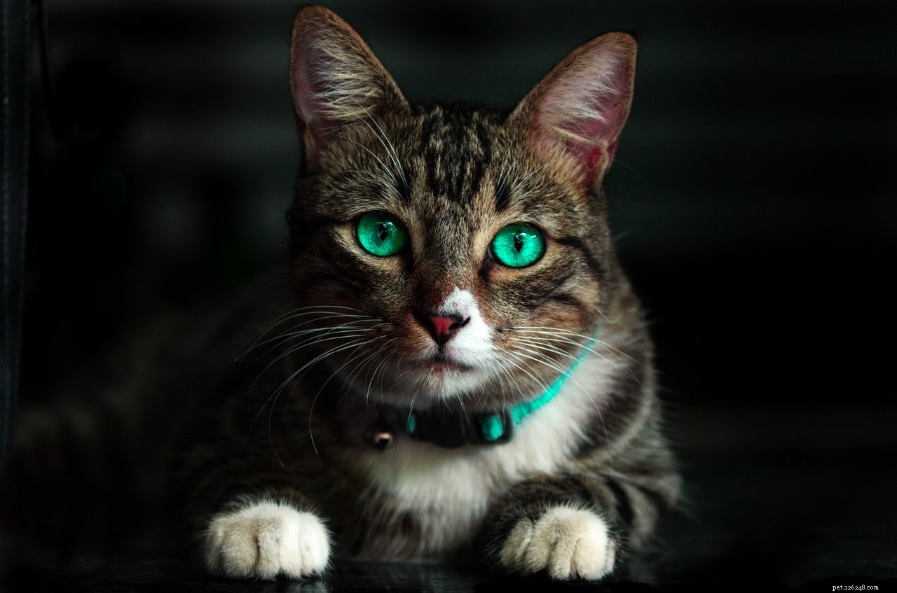 How to Keep Your Cat Safe and Happy During Halloween Celebrations