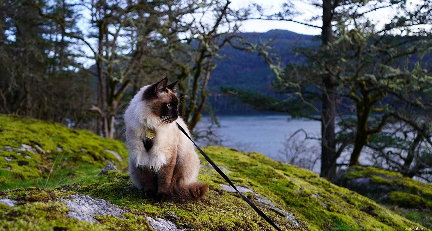How to Hike Safely with Your Cat: Expert Tips & Gear Guide