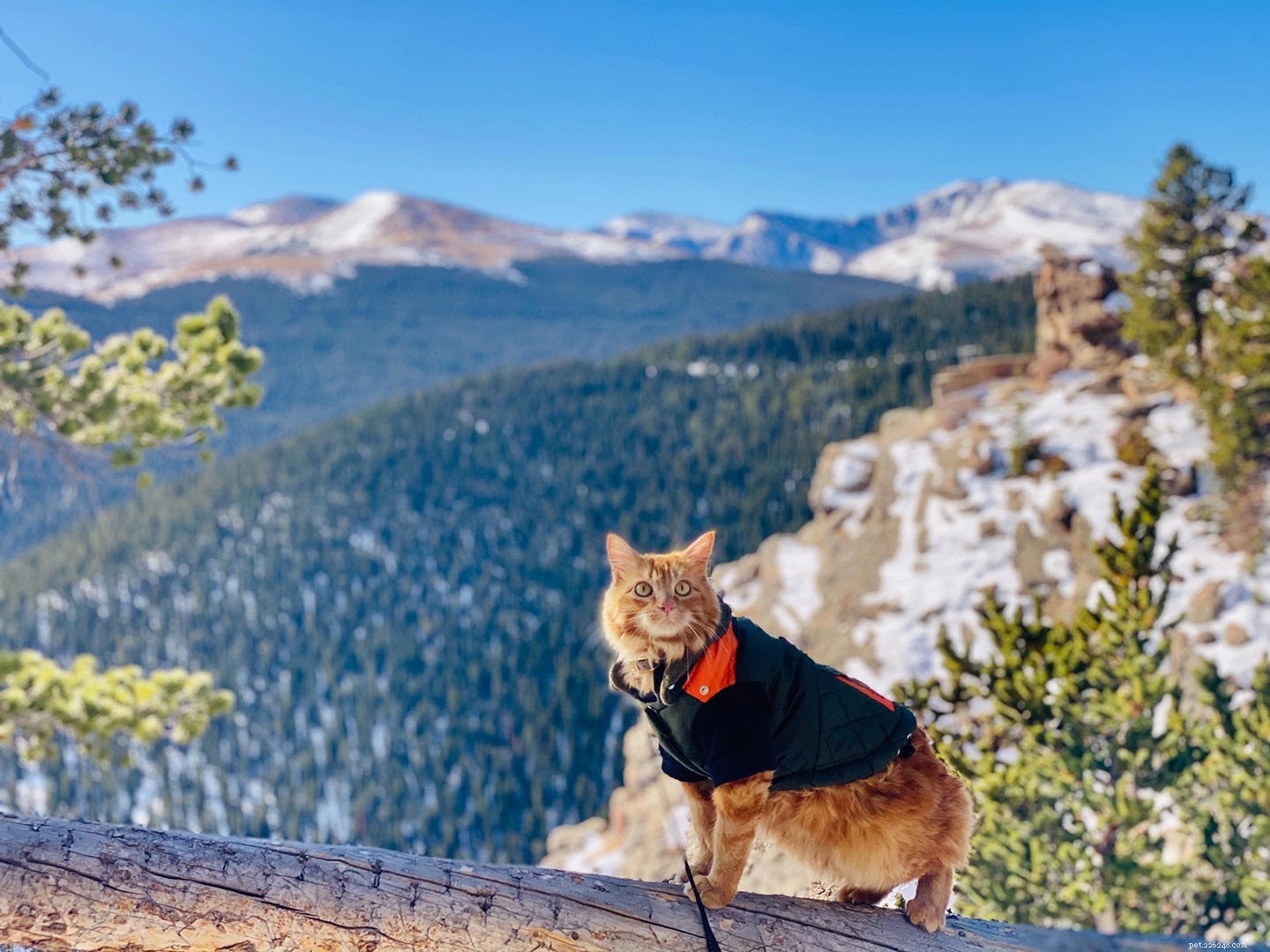 How to Hike Safely with Your Cat: Expert Tips & Gear Guide