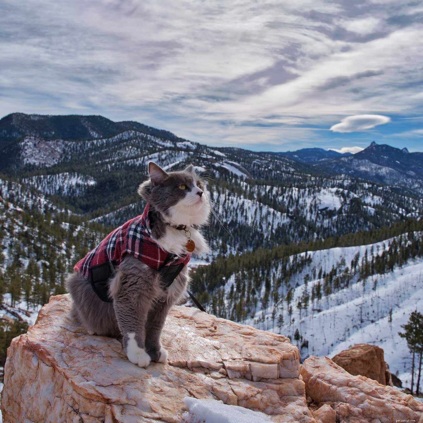How to Hike Safely with Your Cat: Expert Tips & Gear Guide