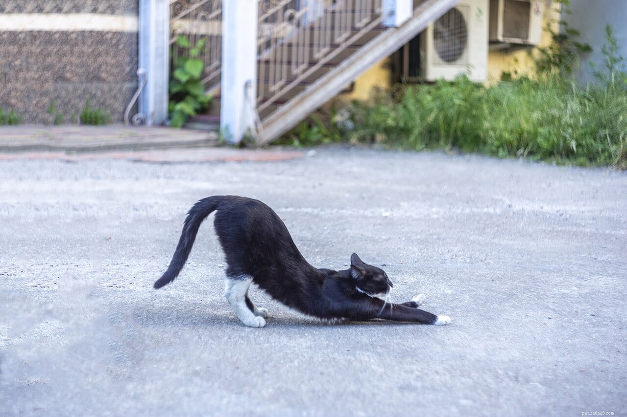 Cat Tail Injuries 101: How to Identify and Treat Them Safely