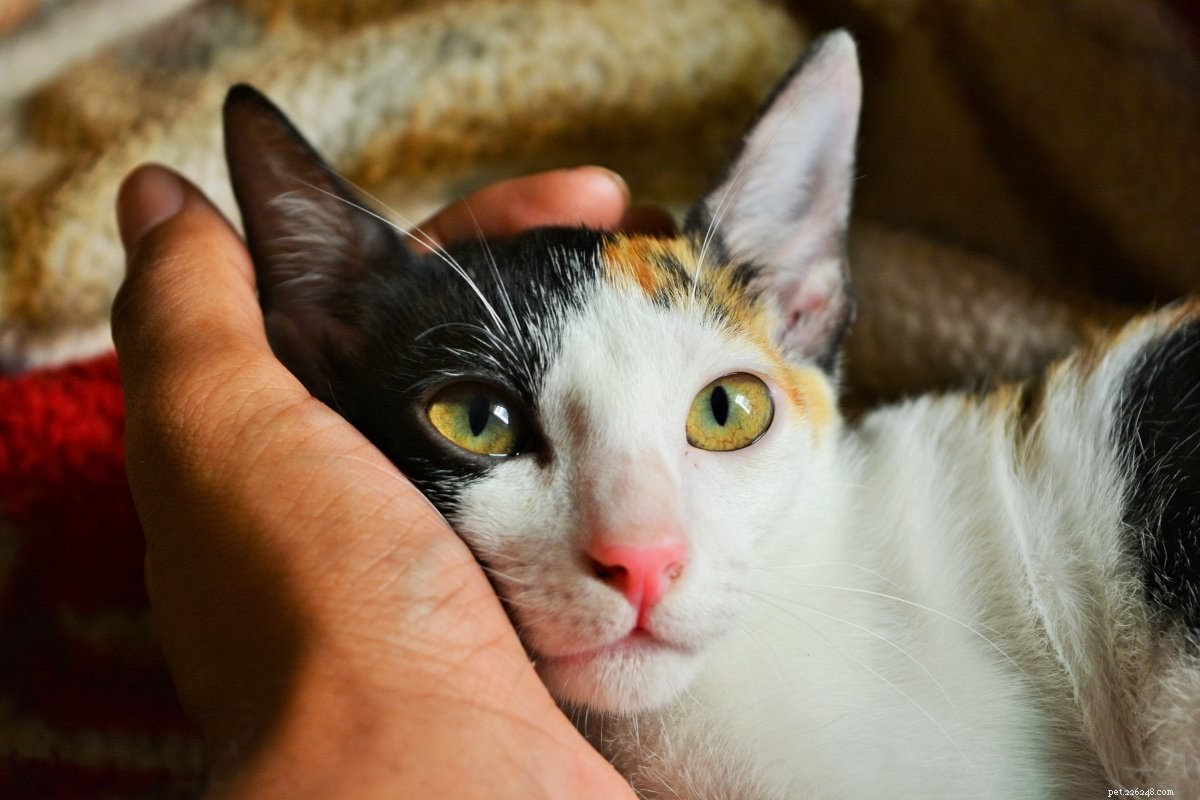Spotting Cat Dandruff: Signs, Causes, and How to Treat It