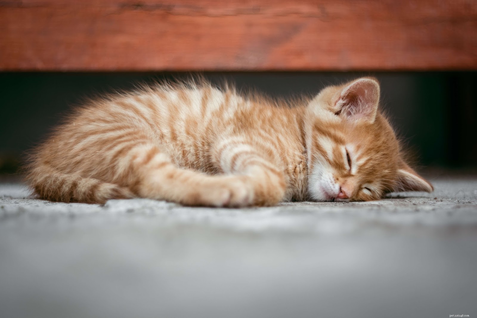 Top Hypoallergenic Cat Breeds for Allergy Sufferers